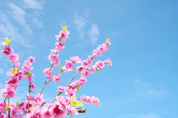 Obraz na płótnie Canvas Beautiful cherry blossoms in full bloom under the blue sky