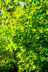 梅雨明けの森。緑が一層みずみずしくフレッシュ。爽やかな風が吹く朝