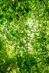 梅雨明けの森。緑が一層みずみずしくフレッシュ。爽やかな風が吹く朝