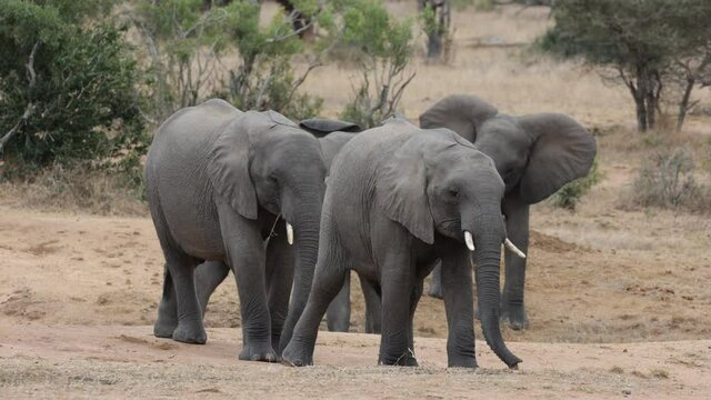 Young male elephant number 1 and 2
