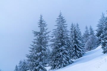 A snowy mountain in Feldberg, Baden-Württemberg, Germany, with the pine trees covered in thick snow