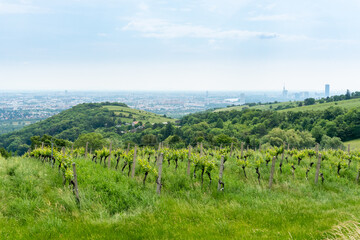Fototapeta na wymiar Nussdorfer Weinberge in Wien. Wunderschönes Weingebiet und Wanderwege im Norden von Wien.