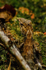 lizard in the forest