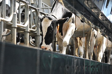 Cows are standing in a stall on the territory of a farm and a dairy plant.