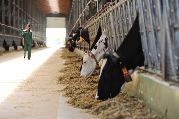 Fototapeta na wymiar Cows are standing in a stall on the territory of a farm and a dairy plant.