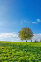 Fototapeta na wymiar Under the blue sky, a big tree alone on the green grass in a park in Rome, Italy, distant view
