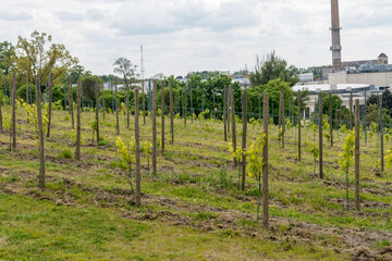 Fototapeta na wymiar Young grapevines at grapevine park on the hill in Zielona Gora, Poland.