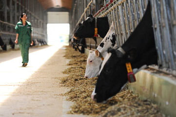 Cows are standing in a stall on the territory of a farm and a dairy plant.