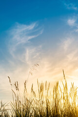 Fototapeta premium Low angle view of the dry grass in the golden glow of the setting sun