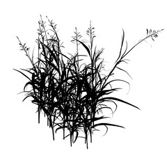 Grass silhouette isolated on white background. Vector illustration