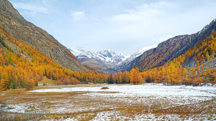 Gran Paradiso National Park in Turin, Italy in the autumn, the low-lying area between two mountains covered in white snow, with yellow trees on both sides, beautiful natural scenery