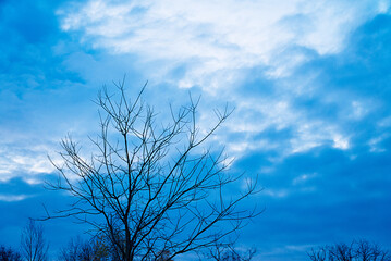 Low angle view of the sky full of dark clouds above the dry branches