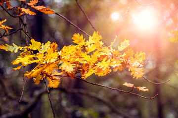 Oak branch with dry leaves in the autumn forest on a clear sunny day. Sunny autumn day in the forest