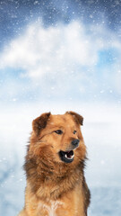 Brown shaggy dog in the winter outdoors during a snowfall