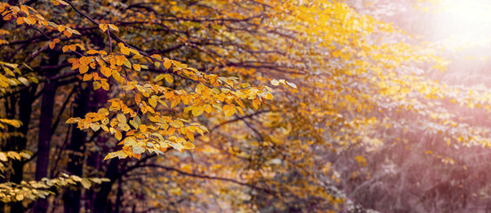 Autumn forest with yellow trees in sunny weather, autumn background