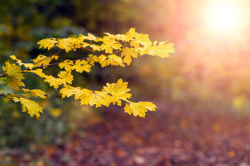 Naklejka na ściany i meble Autumn forest with yellow maple leaves in the foreground during sunset