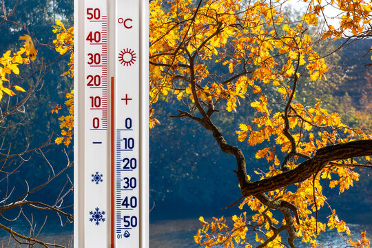 Thermometer on the background of an autumn tree with yellow leaves shows 25 degrees of heat. Warm autumn