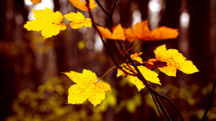 Yellow maple leaves in a dark forest on a blurred background in warm colors