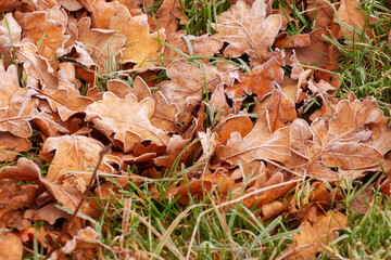 Dry withered oak leaves on the ground covered with white frost
