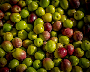 Freshly picked olives of various maturity