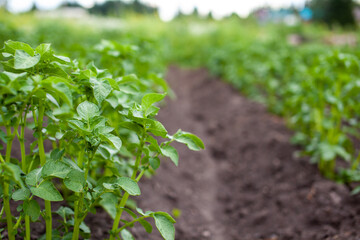 Rows of potatoes in the home garden. Preparation for harvesting. potato plants in rows on a kitchengarden farm springtime with sunshine. Green field of potato crops in a row. Growing of potato.