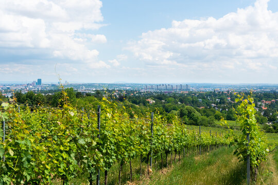 Wiener Hausberge im S&uuml;den: Blick auf Alterlaa und die Wohngebiete von Liesing.