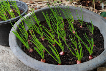 Green onions growing in the pot. Farm vegetables.