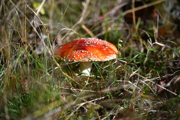 fly agaric mushroom in forest