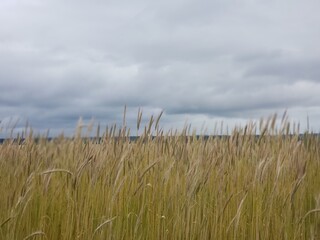 Fototapeta premium field of wheat
