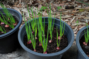 Green onions growing in the pot. Farm vegetables.