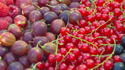 Background of garden berries of red currant, black currant, gooseberry, raspberry