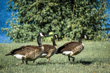 White-cheeked geese along Columbia river in Washington State