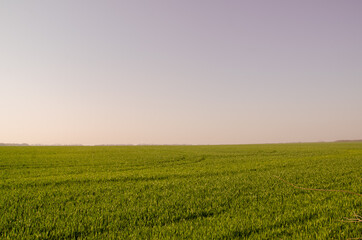Fototapeta na wymiar Grass Field During Sunrise, Sunset Agricultural Landscape Summer