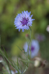 Blooming field flower cornflower.