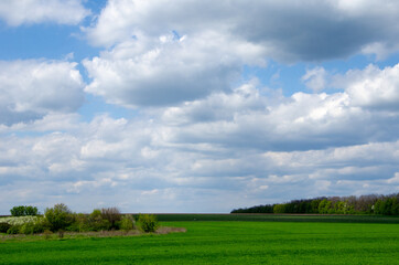 Fototapeta na wymiar Green plant in the field and white clouds on a blue sky, spring rural view
