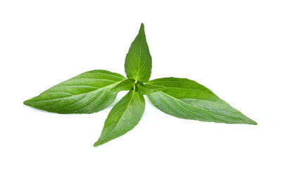 Fresh andrographis paniculata  isolated on white background