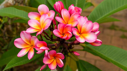 Pink and yellow frangipani