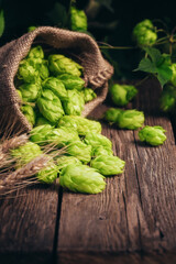 Beer brewing ingredients, hops, and wheat ears on a wooden cracked old table in front of hops plantation. Beer brewery concept. Wheat ears and hop cones in the linen sack in the foreground.