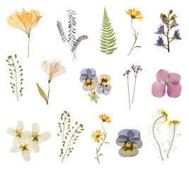 Set with beautiful dried meadow flowers on white background