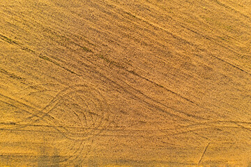 Ripe wheat field at sunset. Aerial view