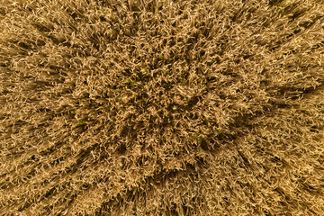 Ripe wheat field at sunset. Aerial view