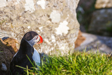 Beautiful Puffin sitting by a cliff