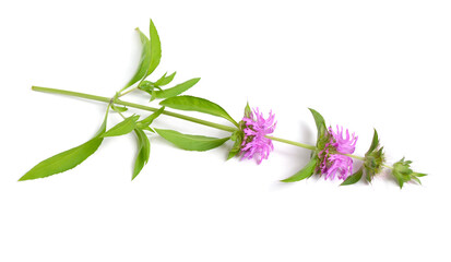 Monarda citriodora. Common names include lemon beebalm, lemon mint and purple horsemint. Isolated on white.