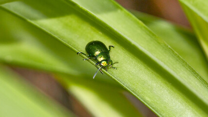 bug on leaf