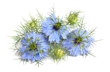 Nigella damascena, love-in-a-mist, ragged lady or devil in the bush. Isolated on white background.