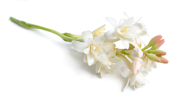 Agave amica, formerly Polianthes tuberosa or tuberose. Isolated on white background