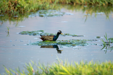 Bronze-winged Jacana