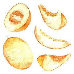 Watercolor melon set.Hand drawn hand drawn illustration isolated on white background.