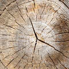 wooden cut texture