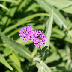 Verbena bonariensis ou Verveine de Buenos-Aires à petites fleurs tubulaires bleuâtres à bractées pourpres sur tiges poilues au feuillage basale, vert foncé, rugueux, lancéolées à bordures dentées 